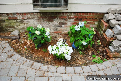 How to Plant Boxwoods, Petunias & Hydrangeas for Lush Beds 4 img 47425 3