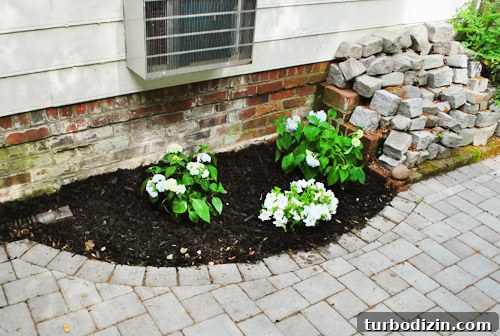 How to Plant Boxwoods, Petunias & Hydrangeas for Lush Beds 5 img 47425 4