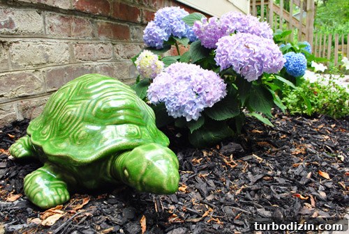 How to Plant Boxwoods, Petunias & Hydrangeas for Lush Beds 6 img 47425 6