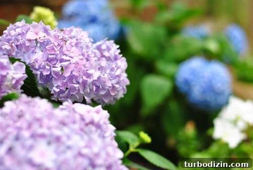 How to Plant Boxwoods, Petunias & Hydrangeas for Lush Beds 7 img 47425 7