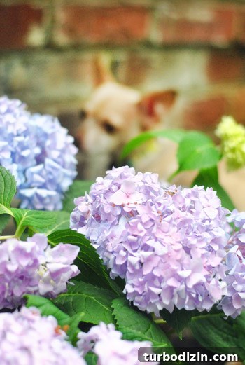 How to Plant Boxwoods, Petunias & Hydrangeas for Lush Beds 8 img 47425 8