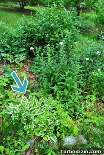 Front Yard Landscaping: Transformations & Before-and-After Ideas 2 img 47428 1