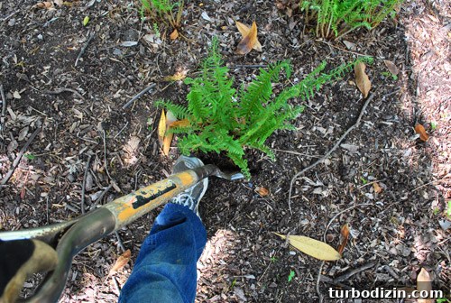 How to Seed Bare Dirt Spots to Grow a Thick Lawn 13 img 47642 12