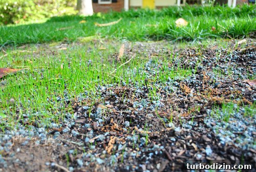 How to Seed Bare Dirt Spots to Grow a Thick Lawn 16 img 47642 15