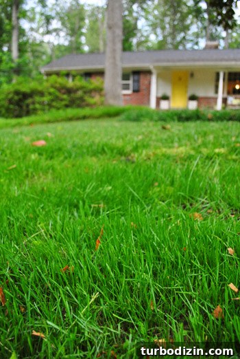 How to Seed Bare Dirt Spots to Grow a Thick Lawn 21 img 47642 20