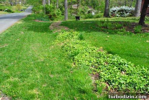 How to Seed Bare Dirt Spots to Grow a Thick Lawn 6 img 47642 5