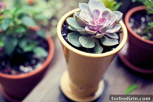 House Crash Update: Kelly’s Outdoor Escape and New Safety Fixes 10 Small succulent in pot