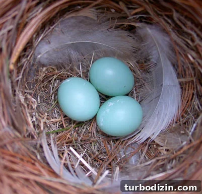 birds-nest-robins-eggs-blue-clue blue robin's eggs in a nest clue