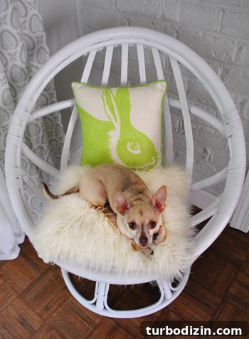 Revive an Old Egg Chair: Step-by-Step Painting Guide 12 Dog and chair closeup