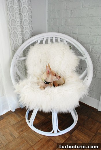 Revive an Old Egg Chair: Step-by-Step Painting Guide 9 Dog settled in chair