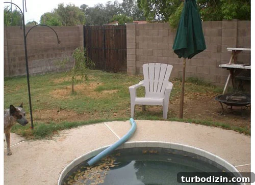 Backyard before Backyard before