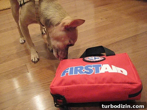 firstaidlivepetcheckinout Hamburger the dog