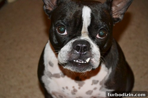 Free Portrait Ideas and Tips for Photographing Your Dog 2 Lola the dog