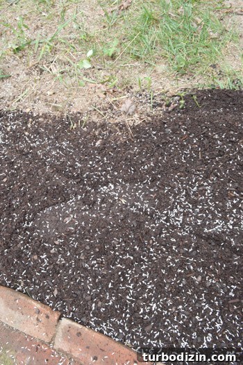 Overseeded area