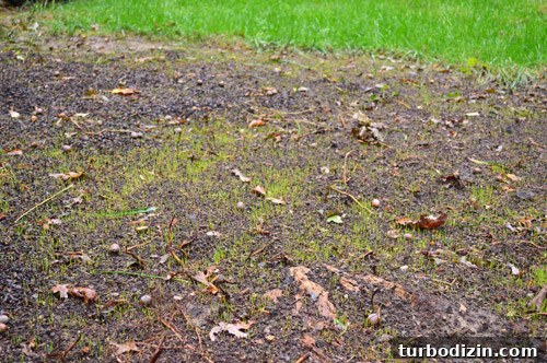 Sprouting grass