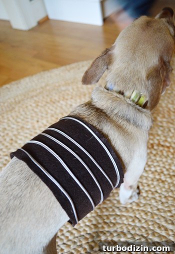 DIY Jesse and Slinky Dog Toy Story Costumes for Kids 6 Burger as Slinky Dog