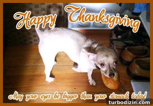 Create a Thanksgiving Gratitude Chalkboard for Your Home 14 Thanksgiving greeting with chihuahua holding a mouthful of bread
