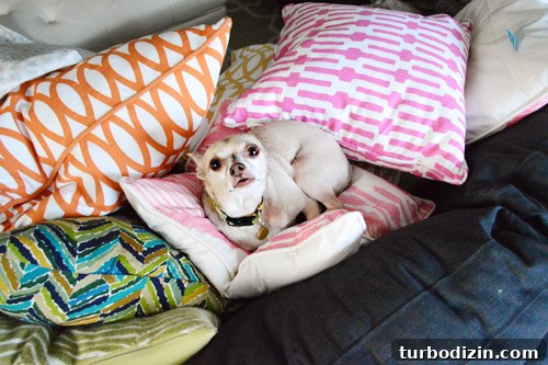 How to Paint Very High Vaulted Ceilings Safely and Efficiently 6 Dog napping among pillows