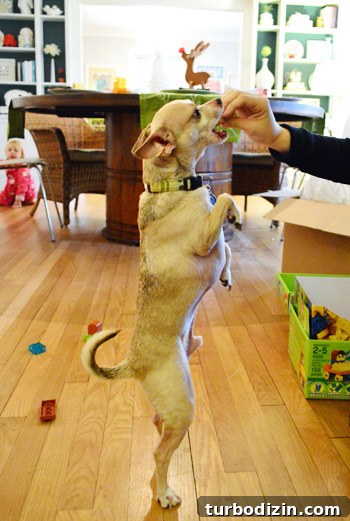 What We Bought Each Other for Christmas (Gift Reveal) 6 Dog with treats