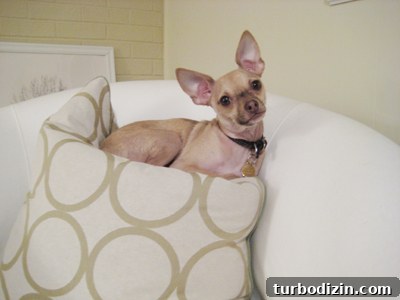 Puppy Love: How to Care for Your New Dog and Build Bonding Habits 3 img 557 2