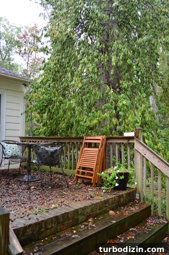 Remove Overgrown Vines from Trees: Step-by-Step Guide 2 Giant vine on oak tree