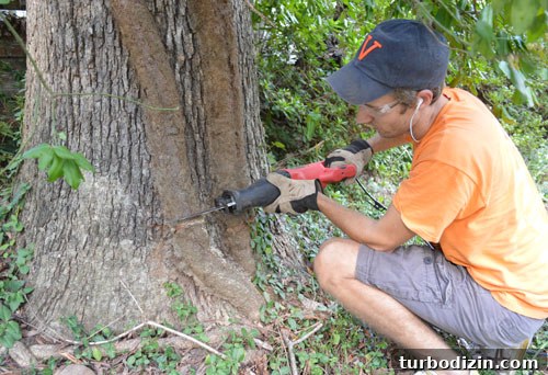 Remove Overgrown Vines from Trees: Step-by-Step Guide 3 Cut vine base