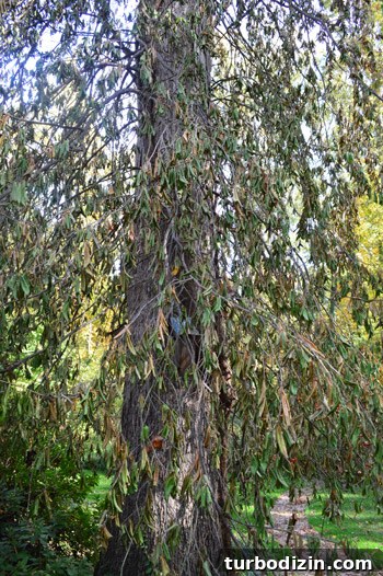 Remove Overgrown Vines from Trees: Step-by-Step Guide 5 Pruning vine branches