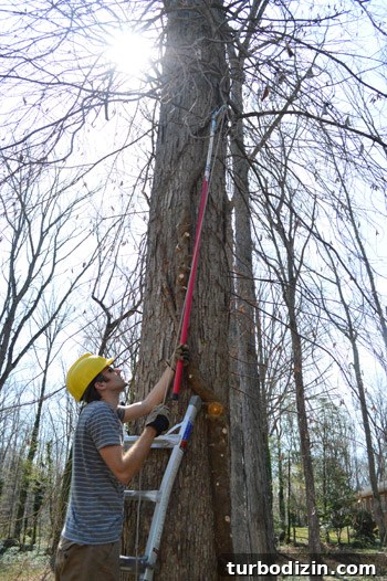 Remove Overgrown Vines from Trees: Step-by-Step Guide 6 Using ladder and cutter
