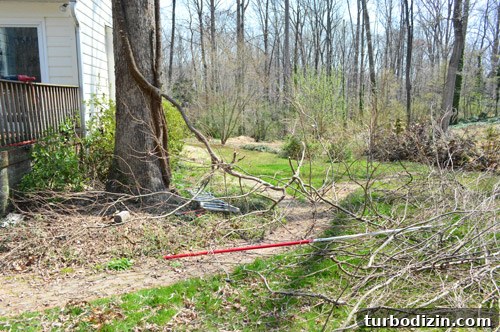 Remove Overgrown Vines from Trees: Step-by-Step Guide 7 Clipped branches
