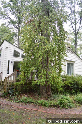 Remove Overgrown Vines from Trees: Step-by-Step Guide 8 Before - vine dense