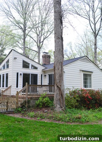 Remove Overgrown Vines from Trees: Step-by-Step Guide 9 After - vine trimmed
