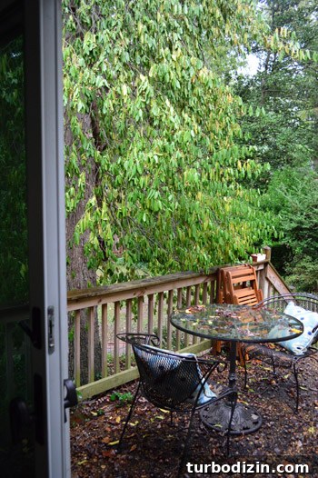 Remove Overgrown Vines from Trees: Step-by-Step Guide 10 Before angle