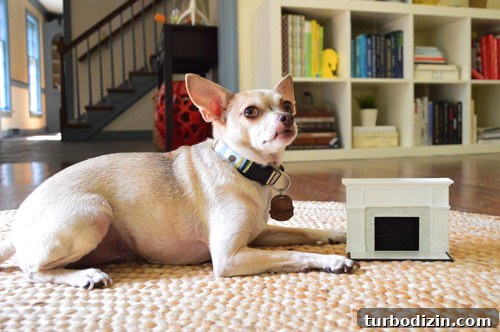 Can You Take It With You? Estate Planning Tips for Your Legacy 6 Dog looking at mini fireplace