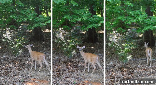 How to Transplant a Japanese Maple Without Stressing the Tree 11 Deer sniffing plant