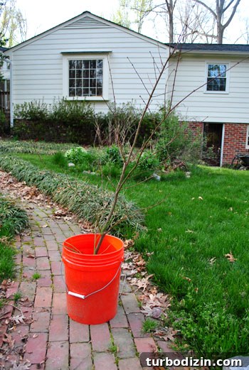 How to Transplant a Japanese Maple Without Stressing the Tree 3 Japanese maple in a pot