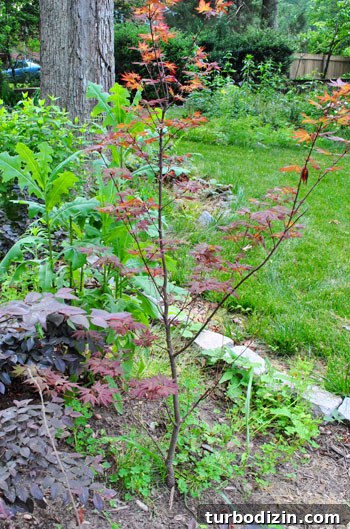 How to Transplant a Japanese Maple Without Stressing the Tree 4 Japanese maple among bushes
