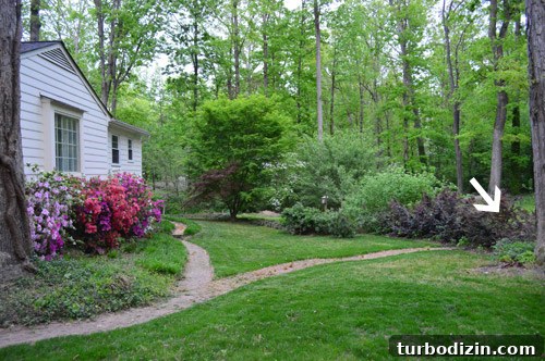 How to Transplant a Japanese Maple Without Stressing the Tree 5 Close-up of maple growing