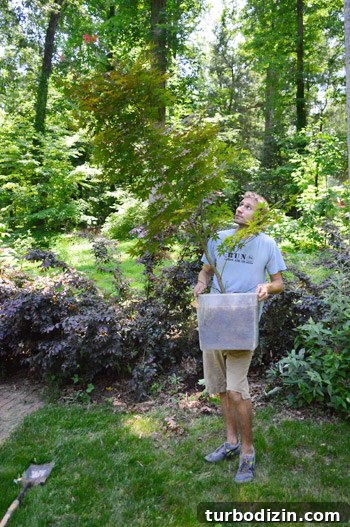 How to Transplant a Japanese Maple Without Stressing the Tree 6 Larger Japanese maple in a container