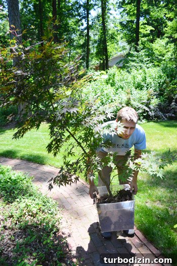 How to Transplant a Japanese Maple Without Stressing the Tree 7 Person lifting maple
