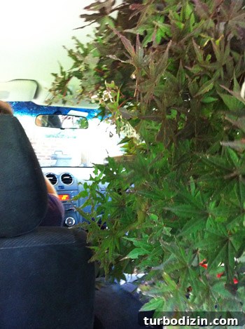 How to Transplant a Japanese Maple Without Stressing the Tree 8 Maple in car