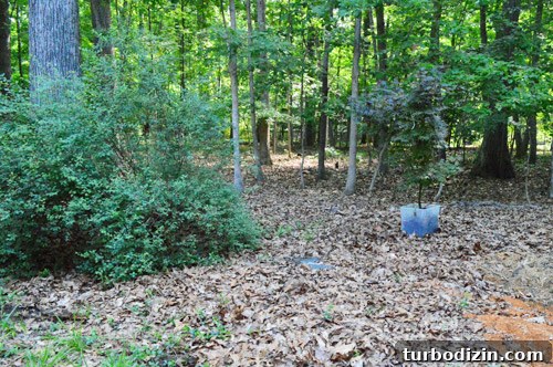 How to Transplant a Japanese Maple Without Stressing the Tree 9 Chosen planting spot