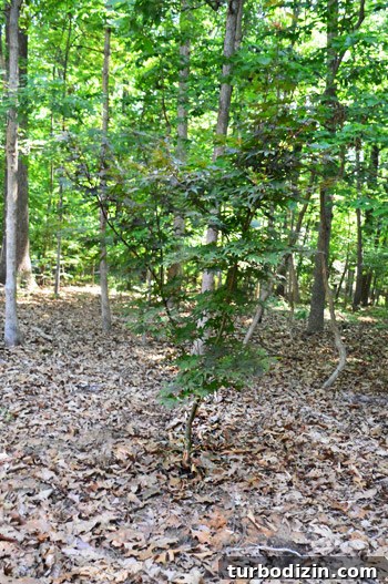 How to Transplant a Japanese Maple Without Stressing the Tree 10 Newly planted maple