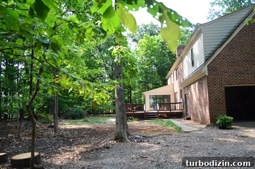 Large Tree Growing Too Close to Your House? What to Do and Risks 9 img 59153 10