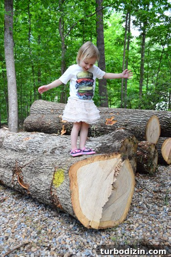 Large Tree Growing Too Close to Your House? What to Do and Risks 11 img 59153 13