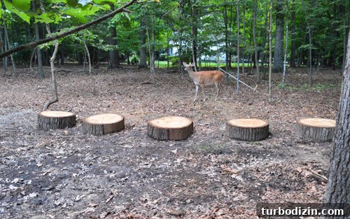 Large Tree Growing Too Close to Your House? What to Do and Risks 14 img 59153 16