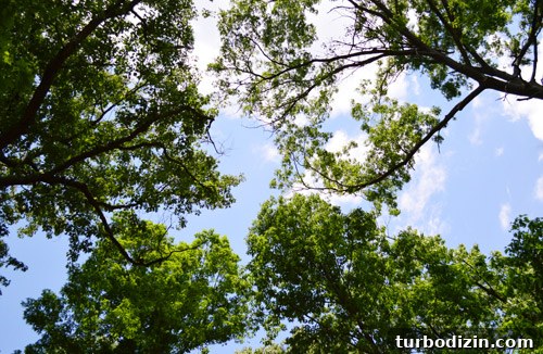 Large Tree Growing Too Close to Your House? What to Do and Risks 15 img 59153 17