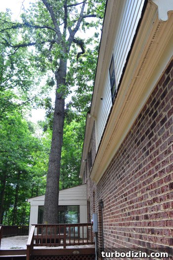 Large Tree Growing Too Close to Your House? What to Do and Risks 3 img 59153 2