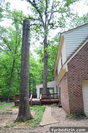 Large Tree Growing Too Close to Your House? What to Do and Risks 5 img 59153 5