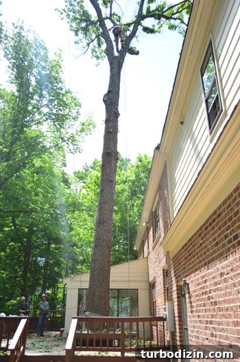 Large Tree Growing Too Close to Your House? What to Do and Risks 6 img 59153 6