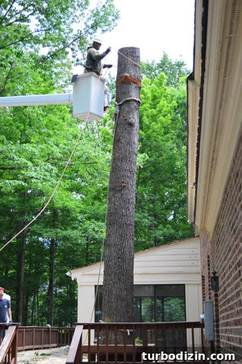 Large Tree Growing Too Close to Your House? What to Do and Risks 7 img 59153 7
